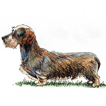 Dachshund - Miniature Wire Haired - Click Image to Close